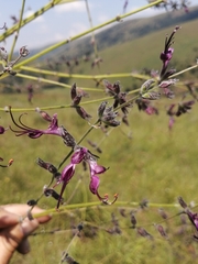 Syncolostemon macrophyllus