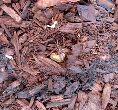 Scolopocryptops spinicaudus