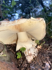 Amanita ochrophylloides