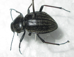 Somaticus