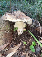 Amanita ochrophylloides