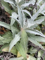 Stephanomeria cichoriacea