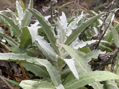 Stephanomeria cichoriacea