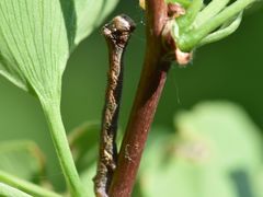 Ectropis crepuscularia
