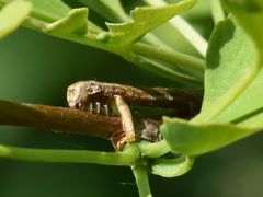 Ectropis crepuscularia