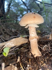 Amanita ochrophylloides