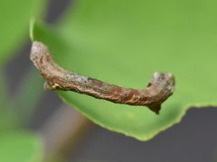 Ectropis crepuscularia