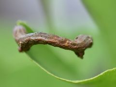 Ectropis crepuscularia