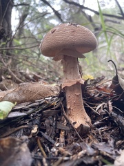 Amanita ochrophylloides