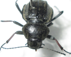 Somaticus