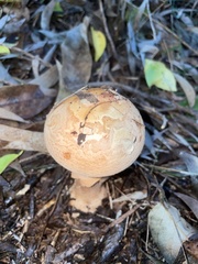 Amanita ochrophylloides