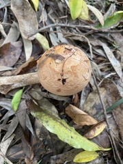 Amanita ochrophylloides