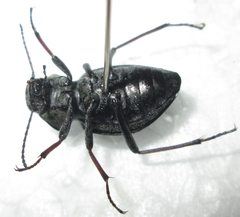Somaticus