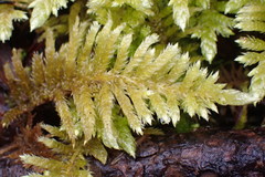 Homalothecium megaptilum