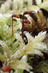 Homalothecium megaptilum