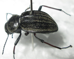 Somaticus