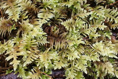 Homalothecium megaptilum