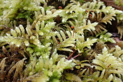 Homalothecium megaptilum