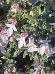 Teucrium brevifolium