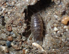 Cirolanidae