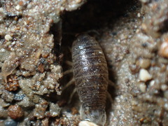 Cirolanidae