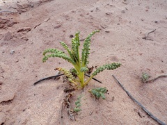 Phacelia corrugata