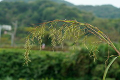 Cymbopogon nardus