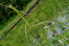 Cymbopogon nardus