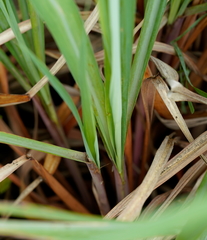Cymbopogon nardus