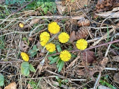 Tussilago