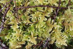 Homalothecium megaptilum