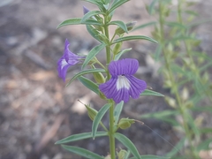 Stemodia florulenta