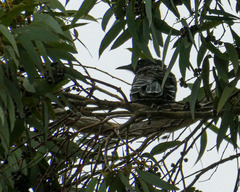 Anthochaera chrysoptera