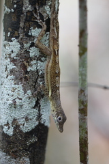 Anolis conspersus