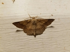 Euchlaena marginaria