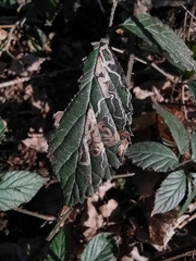 Stigmella splendidissimella