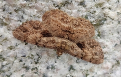 Psilalcis galsworthyi