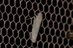 Cofana spectra