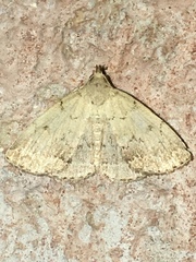 Zanclognatha protumnusalis