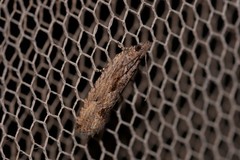 Strepsicrates semicanella