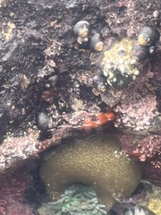 Henricia leviuscula