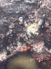 Henricia leviuscula