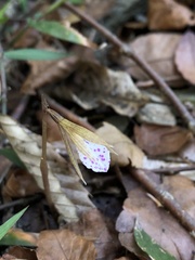 Nervilia taiwaniana