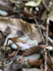 Nervilia taiwaniana