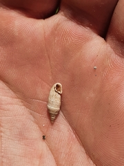 Albinaria senilis