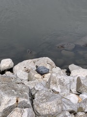 Trachemys scripta elegans