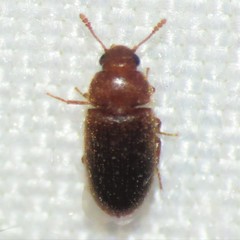 Typhaea stercorea
