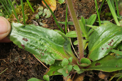 Puccinia saxifragae