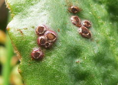 Puccinia saxifragae
