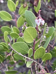 Arctostaphylos hookeri